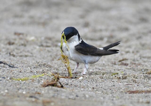 Foto: Copyright Andreas Schäfer