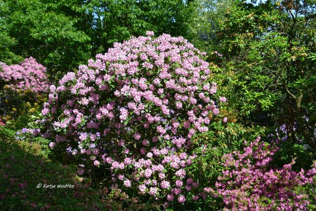 Rhodendronblüte im Berggarten Herrenhausen 

(Foto: Katja Woidtke)