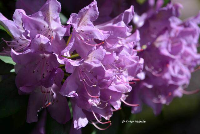 Rhodendronblüte im Berggarten Herrenhausen 

(Foto: Katja Woidtke)
