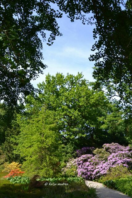 Rhodendronblüte im Berggarten Herrenhausen 

(Foto: Katja Woidtke)