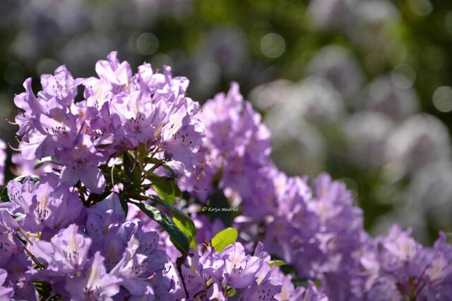 Rhodendronblüte im Berggarten Herrenhausen 

(Foto: Katja Woidtke)