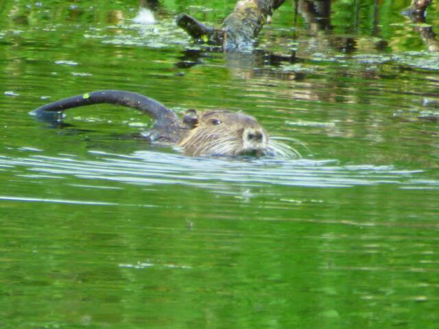 Eindeutig Familie Nutria