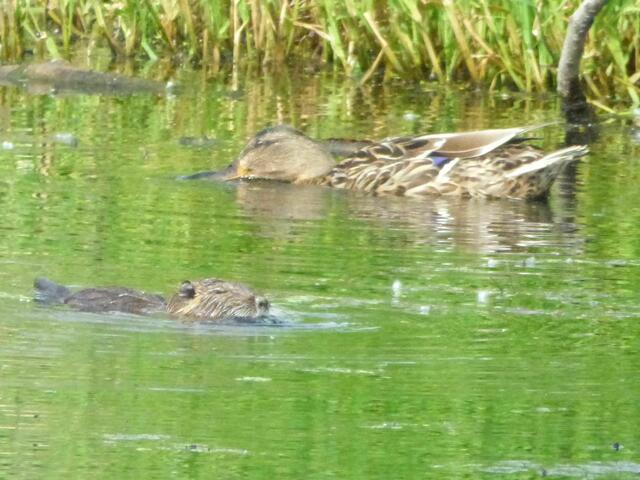 Die Ente hat Besuch
