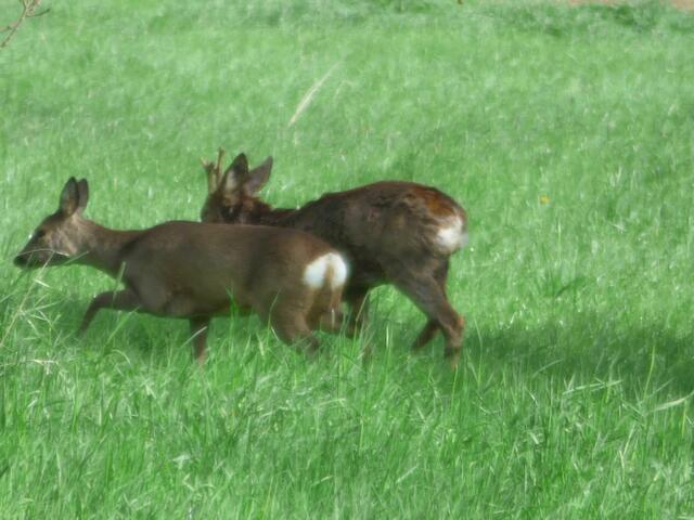 Unsere Rehe verziehen sich auch