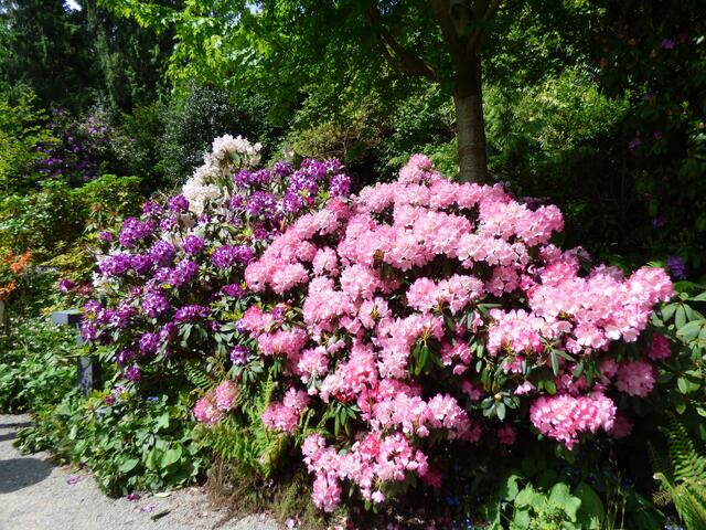 Herrlich blühende Rhododendren.......................