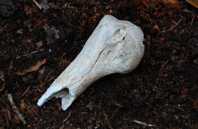 Er wurde festgenommen und ins Gefängnis gesteckt. Unter der Psycho-Folter gestand er schließlich. In den Ecken seiner Zelle wurden dabei Totenschädel aufgestellt, von innen mit rotem Licht beleuchtet, so dass deren Augen zu glühen schienen. Ständig sahen ihn diese an. Das zermürbte ihn.