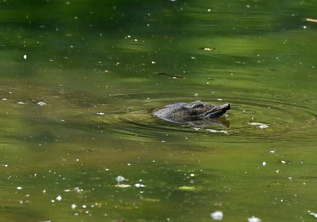 Foto: Copyright Andreas Schäfer