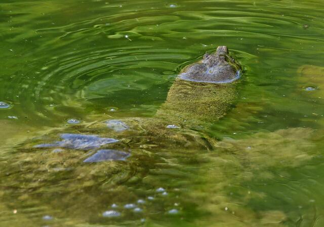 Foto: Copyright Andreas Schäfer