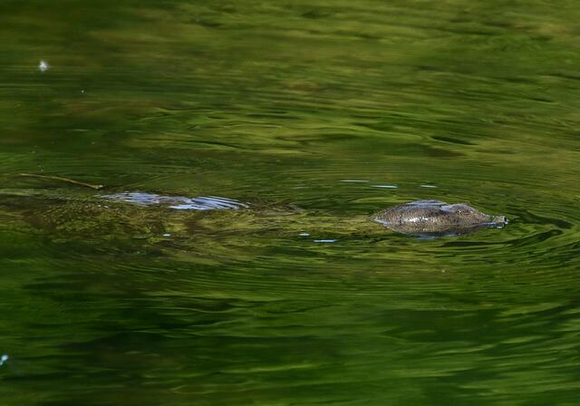 Foto: Copyright Andreas Schäfer