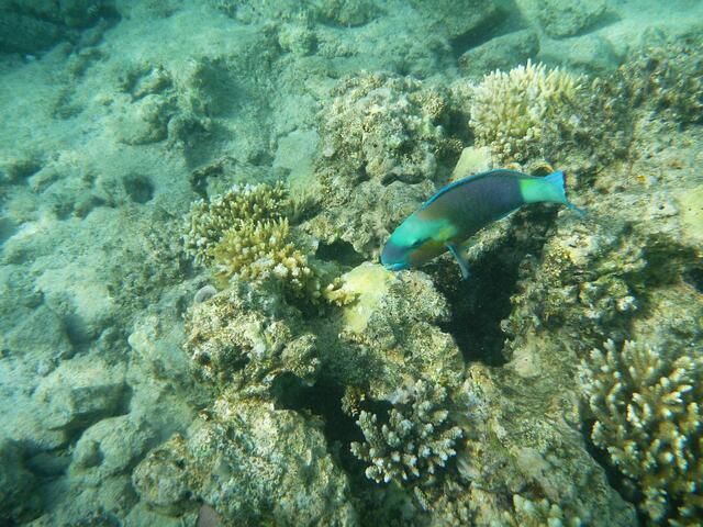 Papageifisch.