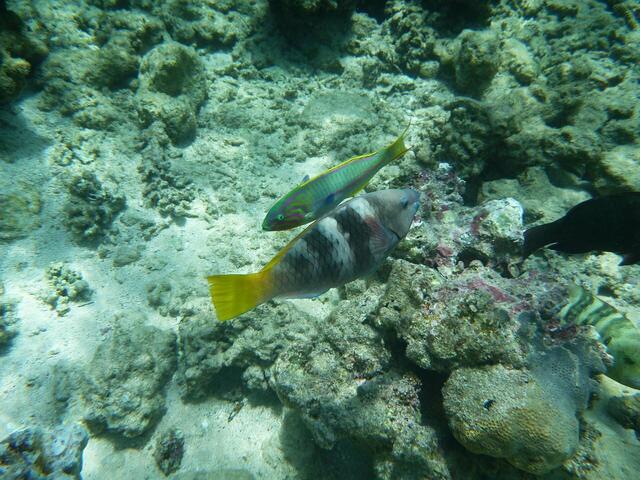 Regenbogenlippfisch und Papageifisch.
