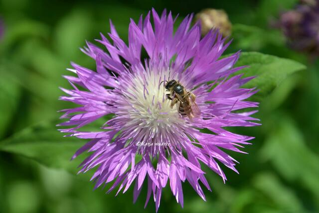 Flockenblume (Centaurea) mit Wildbiene im Stadtpark Hannover

(Foto: Katja Woidtke)