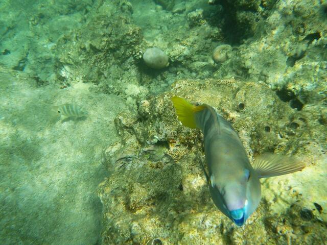 Papageifisch.
