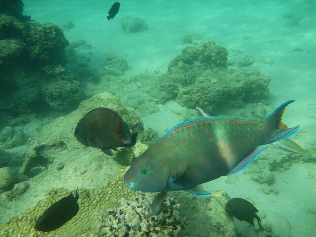 Papageifisch.
