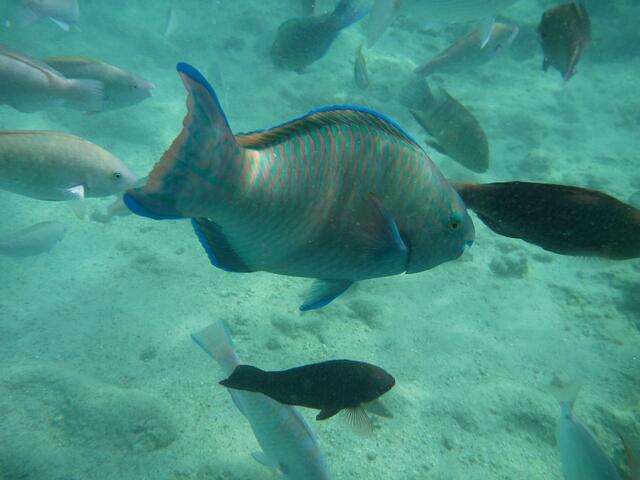 Papageifisch.
