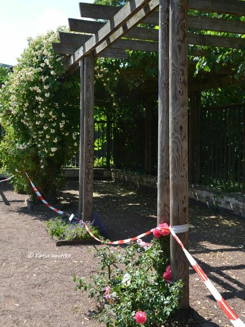Rosarium im Stadtpark Hannover

Flatterband sperrt einige Bereiche ab

(Foto: Katja Woidtke)