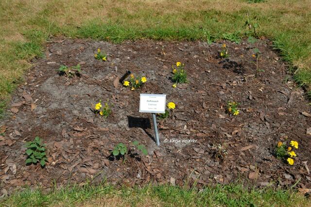 Tristesse im Rosarium des Stadtparks Hannover

(Foto: Katja Woidtke)