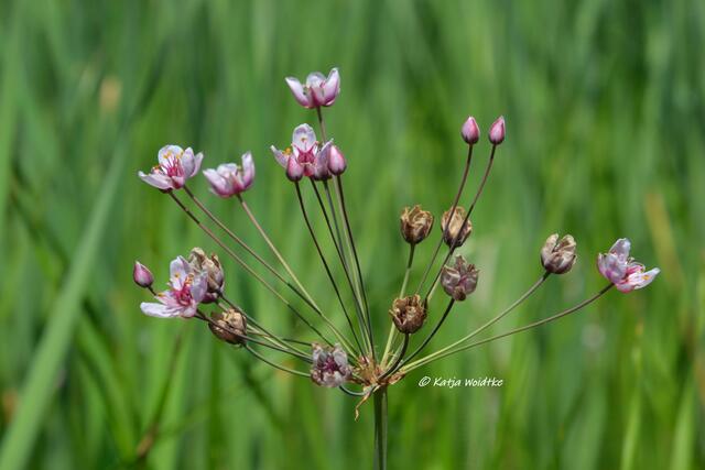 Schwanenblume (Butomus umbellatus) an den Wasserbecken des Stadtparks Hannover

(Foto: Katja Woidtke)