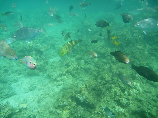 Blauband-Papageifisch.
