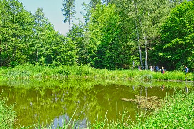 Teichstelle "An den drei weißen Birken" im kleinem Uhlenbachtal