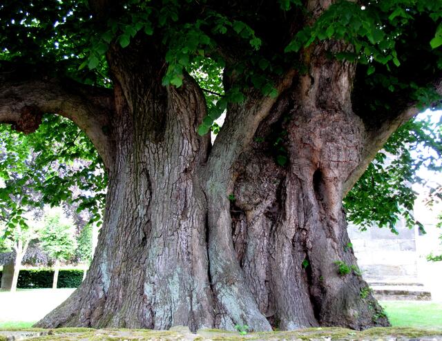 Zeugnis dieser Zeit ist die mächtige Tilly-Linde in Großgoltern neben der Kirche, die 1181 angepflanzt wurde. Unter ihr sollen sich die Soldaten Tillys gelagert haben, die das Dorf plünderten und verbrannten. 