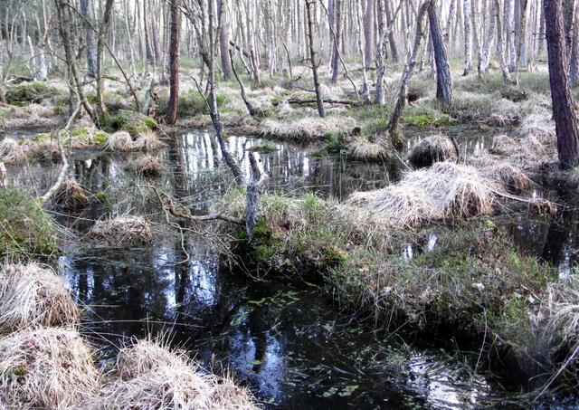 Da die Eilenriede schon ziemlich abgeholzt war, musste der Torf als Brennstoff für die Öfen Hannovers dienen.