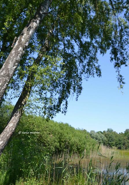 Rund um den Würmsee im Juni

(Foto: Katja Woidtke)