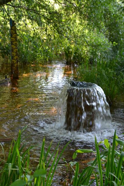 Rund um den Würmsee im Juni

(Foto: Katja Woidtke)
