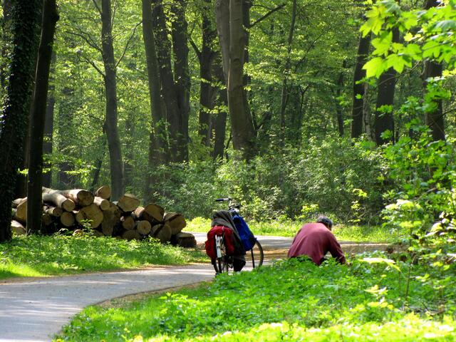 Wer heute in der Eilenriede unterwegs ist, vielleicht beim Pilze pflücken oder Kräuter sammeln, der sollte sich nicht wundern, wenn er dabei auf einen grausigen Fund stößt. 