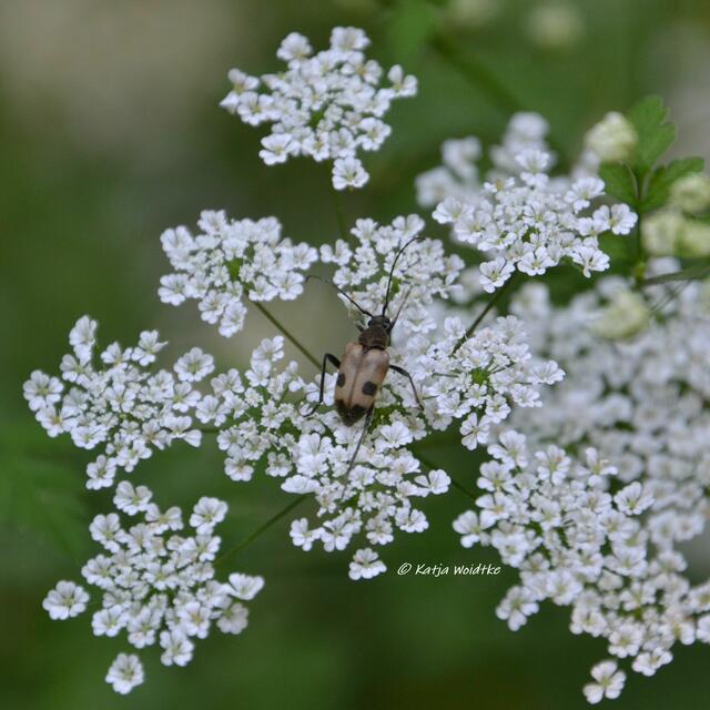 Rund um den Würmsee im Juni

(Foto: Katja Woidtke)