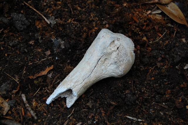 Es könnte der Knochen eines Menschen sein, den einst der Raubmörder Jasper Hanebuth vom Leben zum Tode befördert hat. Man kann es nicht wissen.