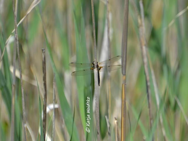 Rund um den Würmsee im Juni

(Foto: Katja Woidtke)