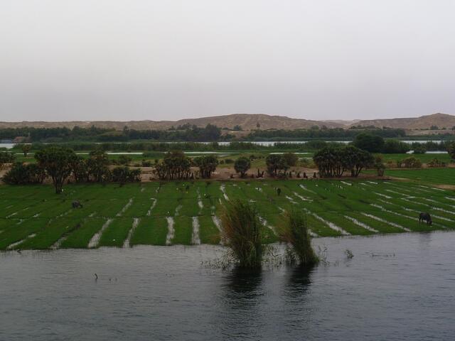 Impressionen vom Nilufer.
