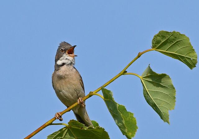 Foto: Copyright Andreas Schäfer
