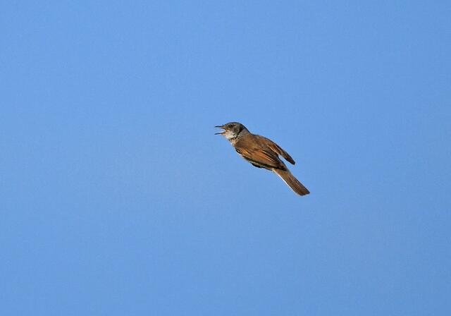 Foto: Copyright Andreas Schäfer