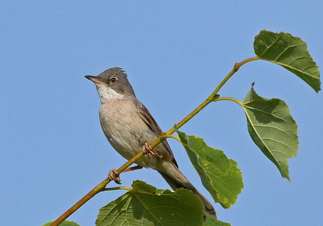 Foto: Copyright Andreas Schäfer