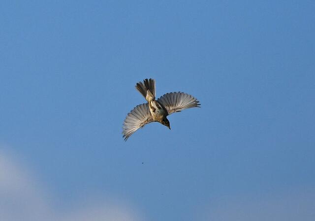 Foto: Copyright Andreas Schäfer