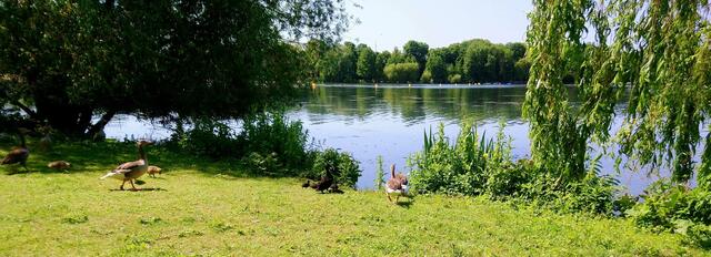 Gänse mit Küken; interessant ist die schwarze Ente mit ihren Küken in der Mitte.