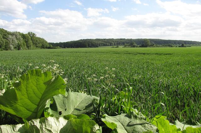 Am Benther Berg wurde ein Hochbehälter angelegt. Von dort wurde das Wasser in doppelten Bleirohren durch Linden zum Großen Garten geleitet. 