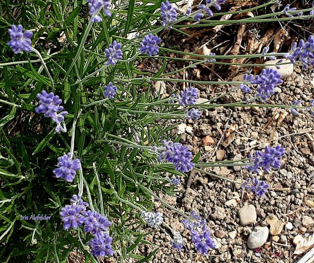 Lavendel | Foto: Iris Alefelder