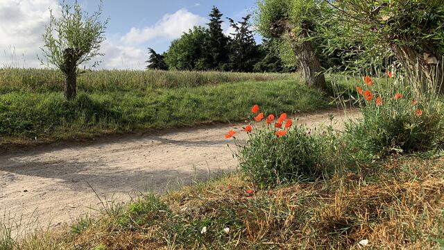 Auf dem Weg von der Ortsmitte zum nördlichen Strand der Insel Poel.