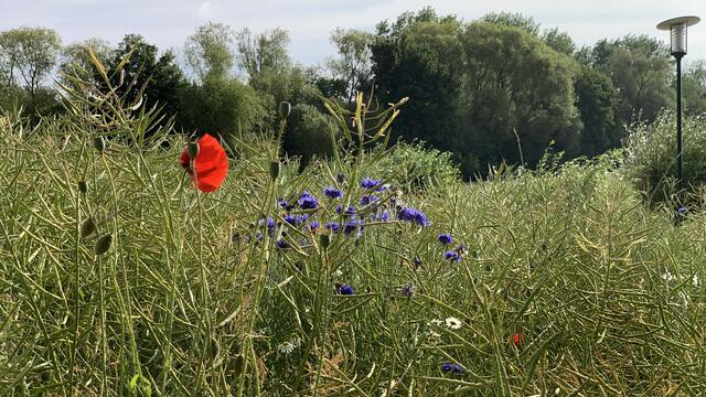 Vor dem Küstenwald im Norden der Insel breitet sich ein Rapsfeld aus. Deutlich sind die Rapsschoten zu erkennen.