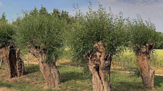 Alle paar Jahre werden die Zweige der Kopfweiden bis auf die Stammkrone zurückgeschnitten. Diese Tradition wird erhalten, wobei jeweils ein kleines Biotop für Vögel und Insekten geschaffen wird.