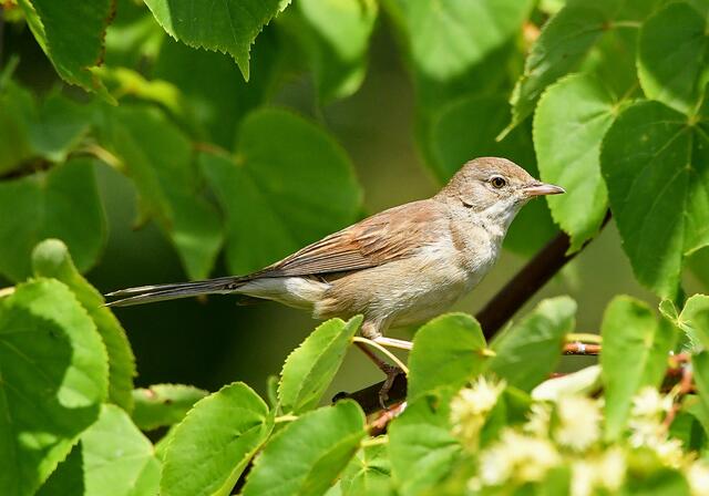 Foto: Copyright Andreas Schäfer