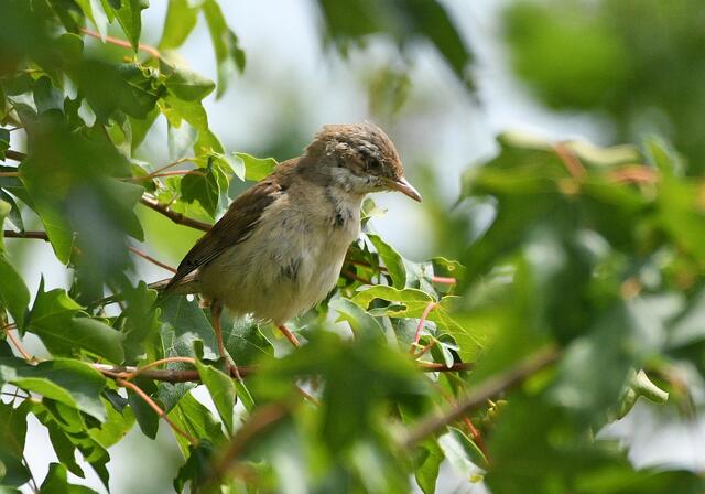Foto: Copyright Andreas Schäfer