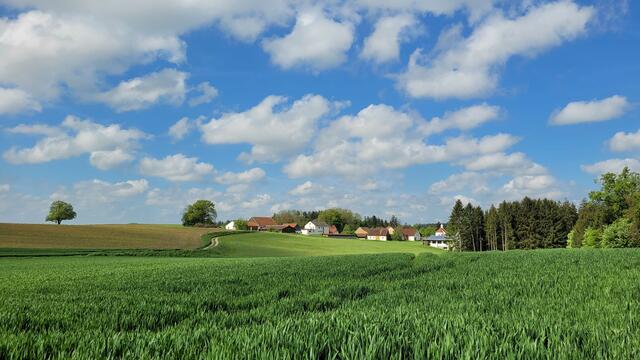 Rückblick vom Waldrand auf Bachern | Foto: Dr. Hubert Raab