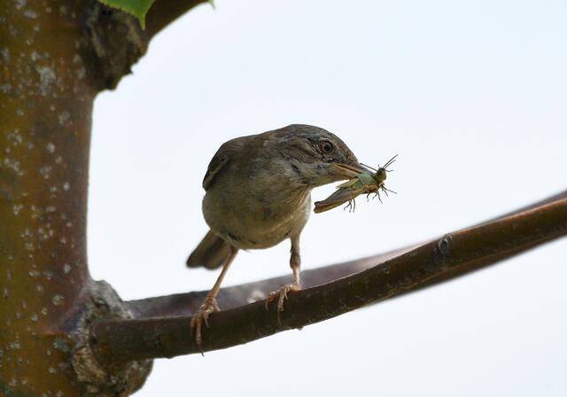Foto: Copyright Andreas Schäfer