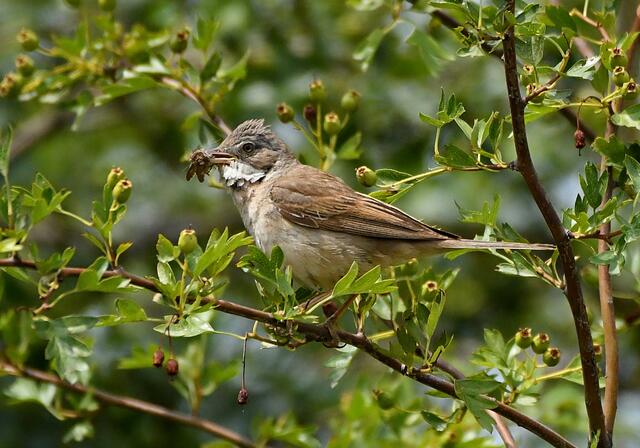 Foto: Copyright Andreas Schäfer