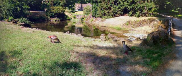 Auch hier fühlen sich Nilgänse wohl.