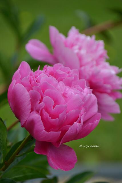 Parks und Gärten in Niedersachsen - Kurpark von Bad Pyrmont

(Foto: Katja Woidtke)